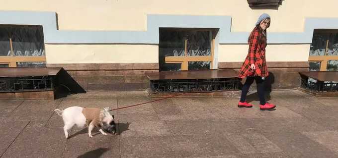 В центре Киева разгуливала свинья