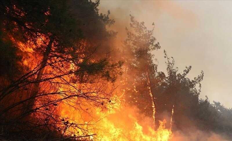 В Свердловской области зафиксировали два крупных лесных пожара